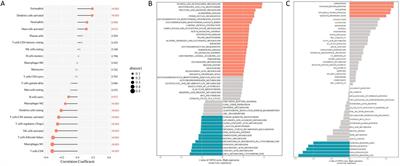 Enhanced computed tomography radiomics predicts solute carrier family 7, member 11 in head and neck squamous cell carcinoma